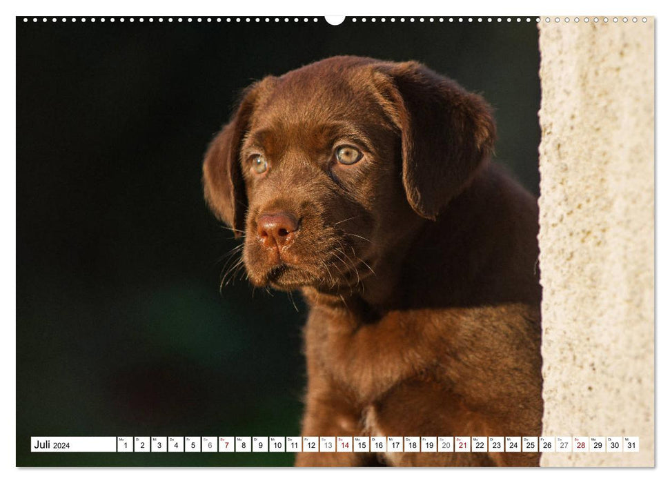 Freund auf 4 Pfoten - Labrador Retriever (CALVENDO Premium Wandkalender 2024)