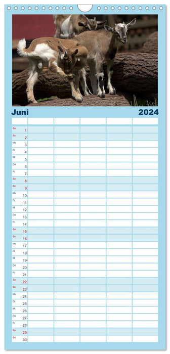 Chèvres naines (Agenda familial CALVENDO 2024) 