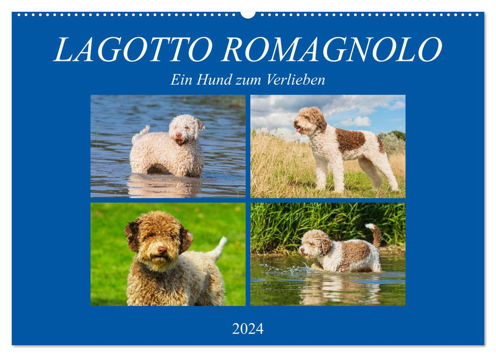 Lagotto Romagnolo - Un chien dont on tombe amoureux (Calendrier mural CALVENDO 2024) 