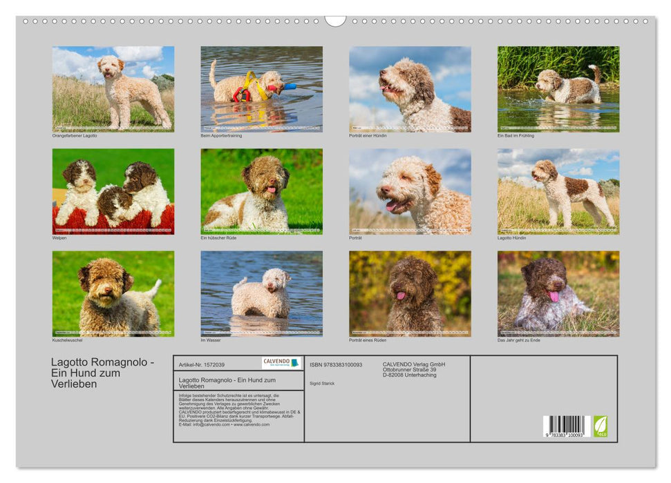 Lagotto Romagnolo - Un chien dont on tombe amoureux (Calendrier mural CALVENDO 2024) 