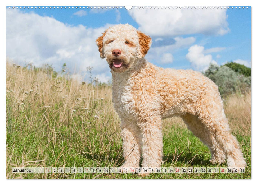 Lagotto Romagnolo - Un chien dont on tombe amoureux (Calendrier mural CALVENDO 2024) 