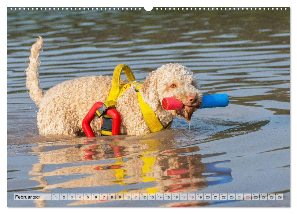 Lagotto Romagnolo - Ein Hund zum Verlieben (CALVENDO Wandkalender 2024)