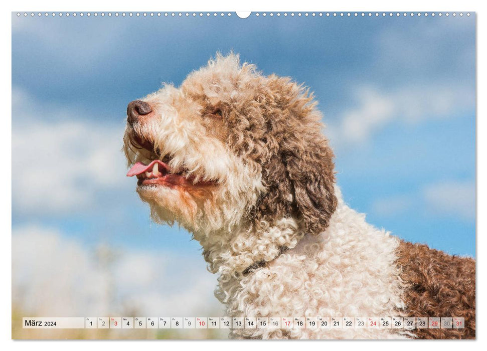 Lagotto Romagnolo - Un chien dont on tombe amoureux (Calendrier mural CALVENDO 2024) 