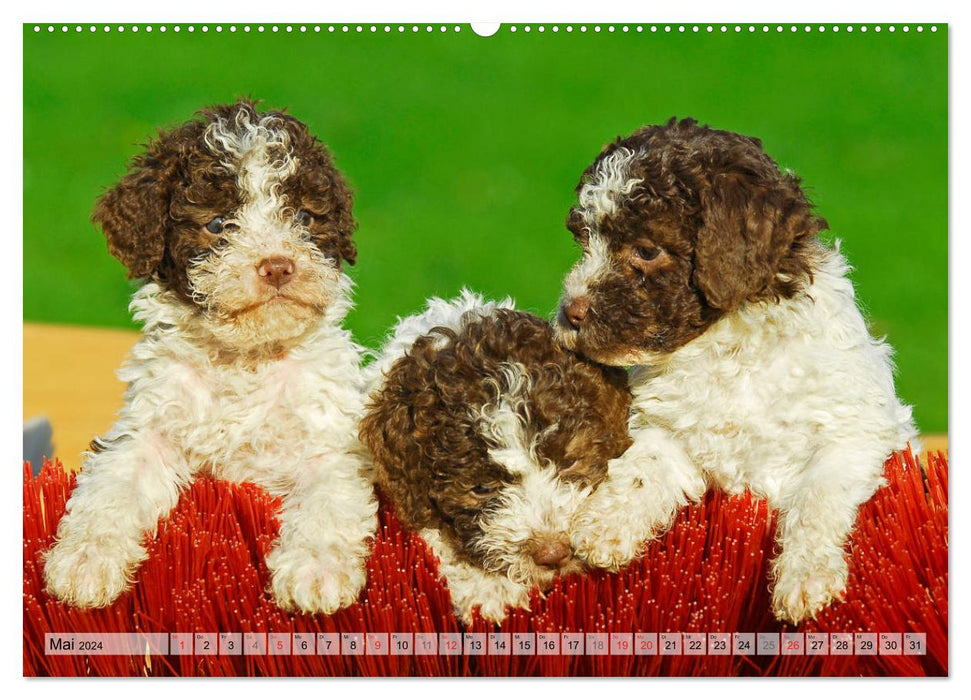 Lagotto Romagnolo - Un chien dont on tombe amoureux (Calendrier mural CALVENDO 2024) 