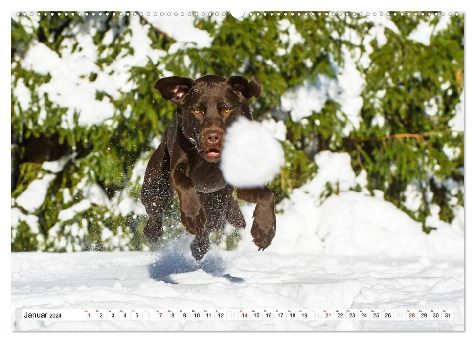 Freund auf 4 Pfoten - Labrador Retriever (CALVENDO Wandkalender 2024)