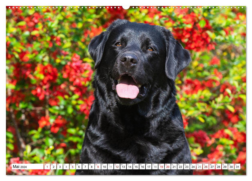 Freund auf 4 Pfoten - Labrador Retriever (CALVENDO Wandkalender 2024)