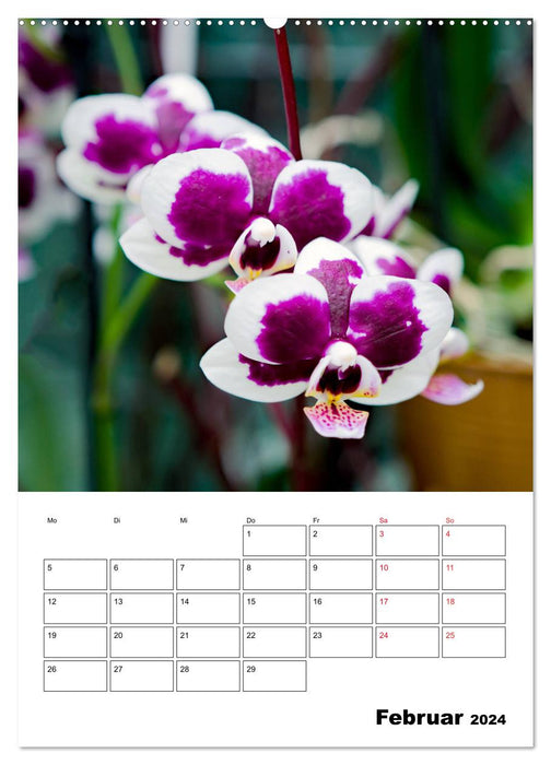 Orchideen - Tropische Schönheiten (CALVENDO Premium Wandkalender 2024)
