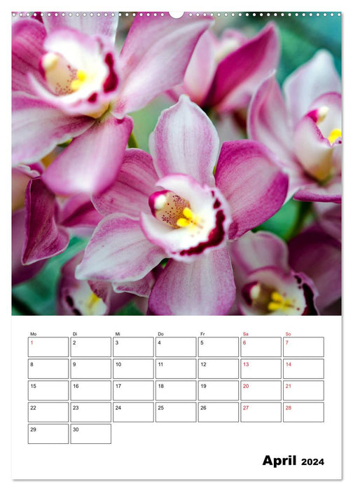 Orchideen - Tropische Schönheiten (CALVENDO Premium Wandkalender 2024)