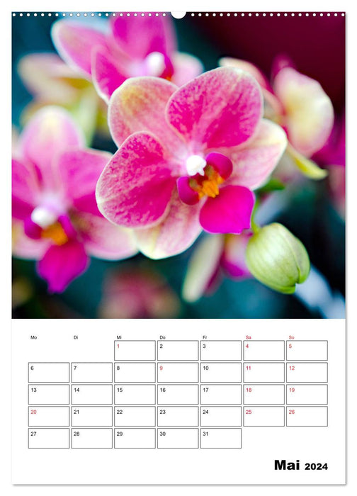 Orchideen - Tropische Schönheiten (CALVENDO Premium Wandkalender 2024)