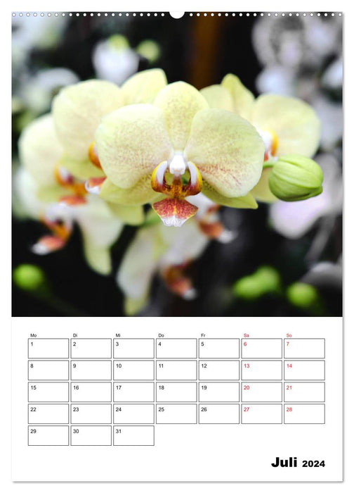 Orchideen - Tropische Schönheiten (CALVENDO Premium Wandkalender 2024)