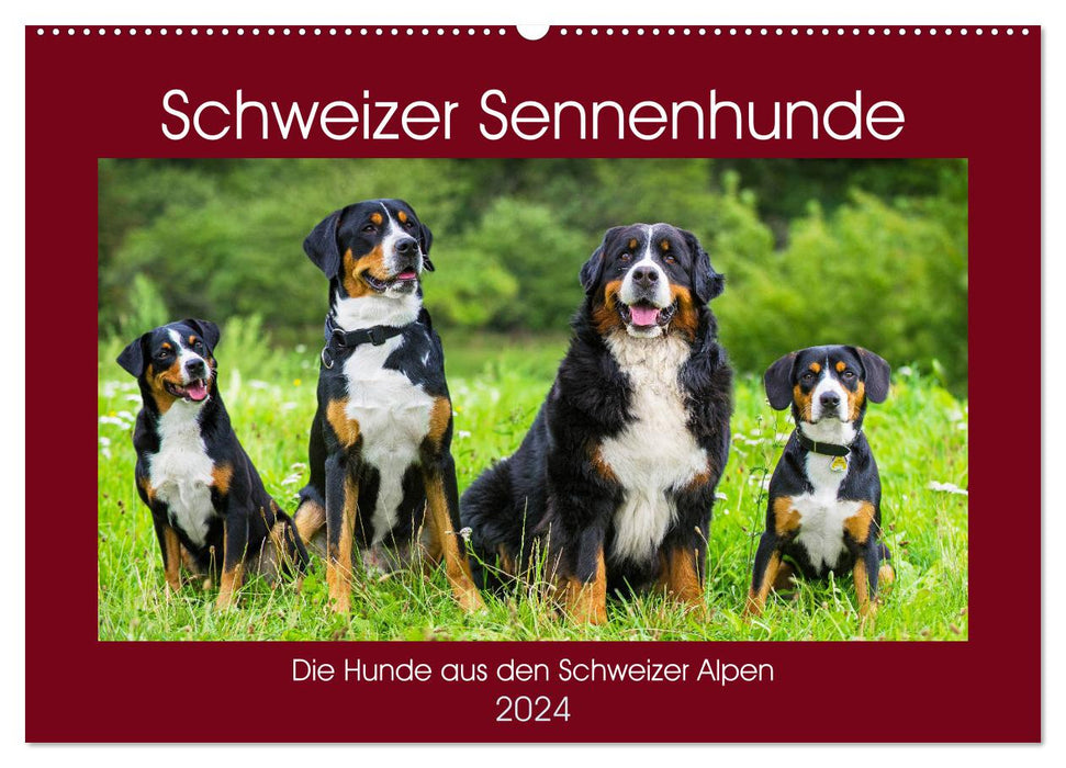 Schweizer Sennenhunde - die Hunde aus den Schweizer Alpen (CALVENDO Wandkalender 2024)