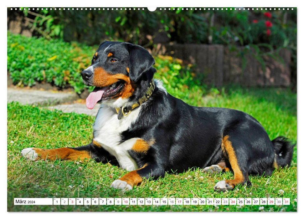 Schweizer Sennenhunde - die Hunde aus den Schweizer Alpen (CALVENDO Wandkalender 2024)