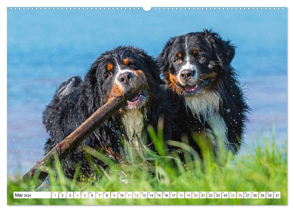 Schweizer Sennenhunde - die Hunde aus den Schweizer Alpen (CALVENDO Wandkalender 2024)