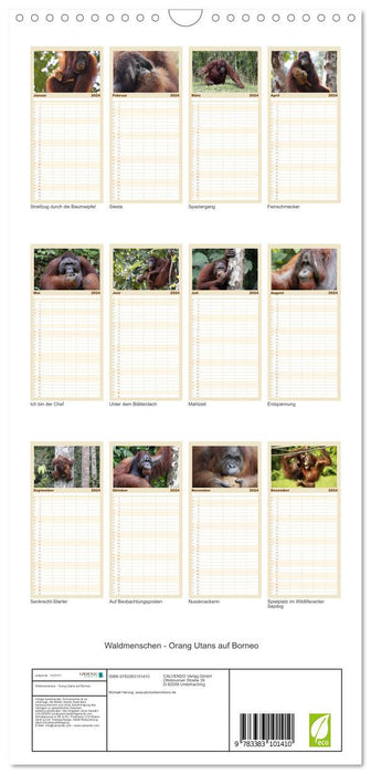 Peuples de la forêt - Orangs-outans de Bornéo (Planificateur familial CALVENDO 2024) 