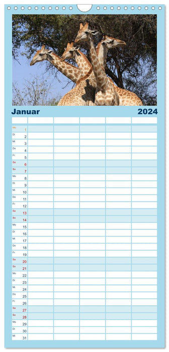 Girafes - douceur et grâce (Agenda familial CALVENDO 2024) 