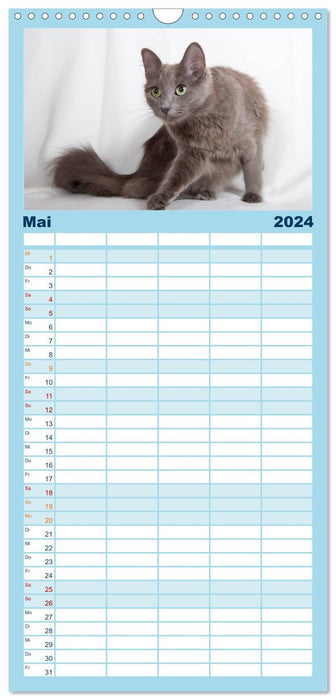 Nebelung Katzen (CALVENDO Familienplaner 2024)