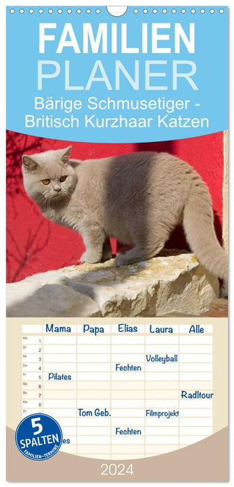 Bärige Schmusetiger - Britisch Kurzhaar Katzen (CALVENDO Familienplaner 2024)