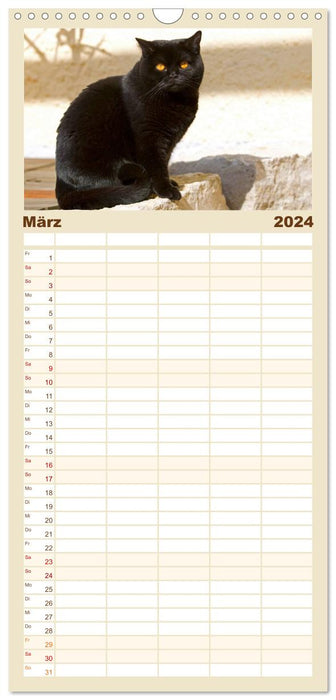 Bärige Schmusetiger - Britisch Kurzhaar Katzen (CALVENDO Familienplaner 2024)