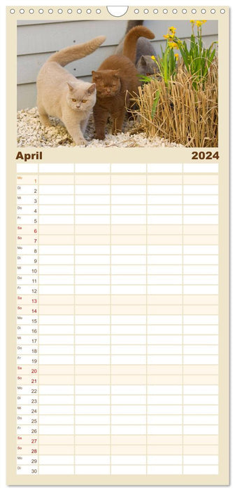Tigres câlins barbus - Chats British Shorthair (Agenda familial CALVENDO 2024) 