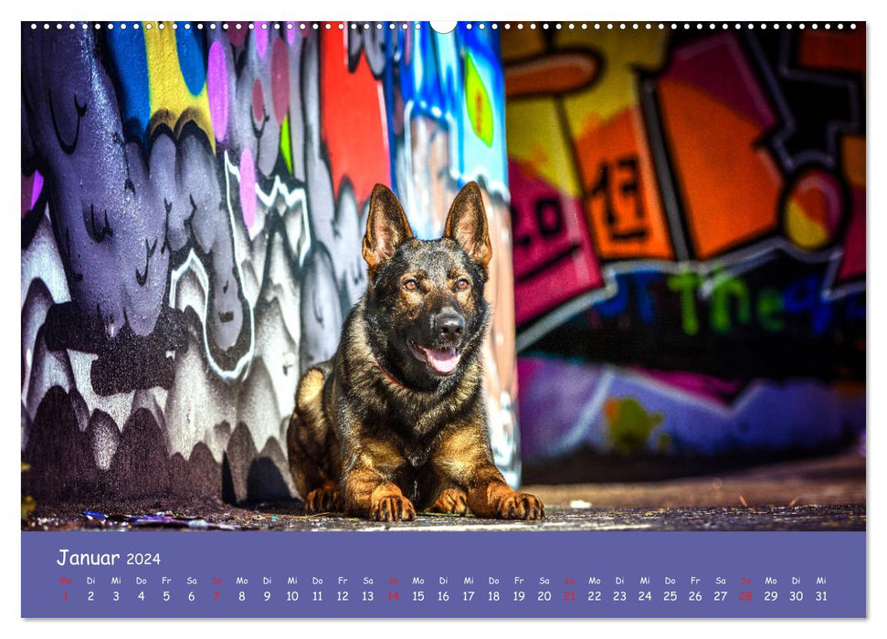 Hunde und Graffiti (CALVENDO Premium Wandkalender 2024)