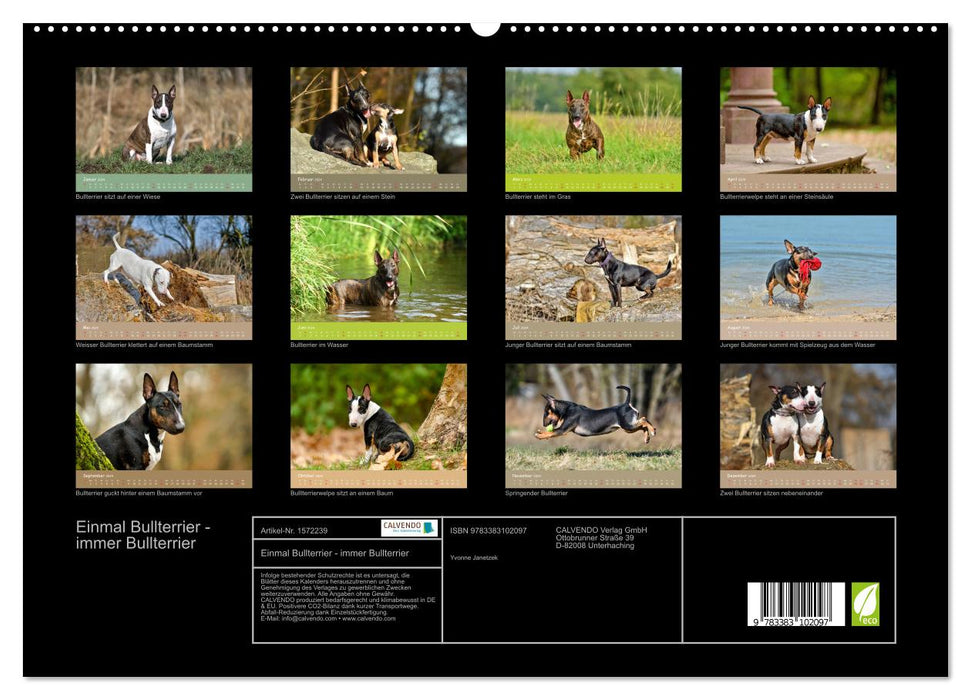 Einmal Bullterrier - immer Bullterrier (CALVENDO Premium Wandkalender 2024)