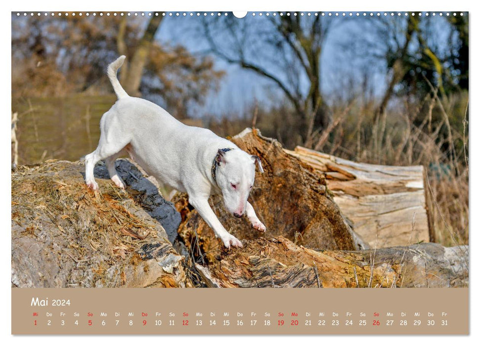 Einmal Bullterrier - immer Bullterrier (CALVENDO Premium Wandkalender 2024)