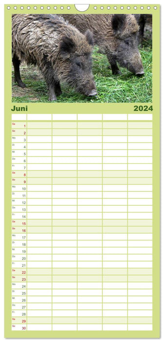 Wildschweine (CALVENDO Familienplaner 2024)