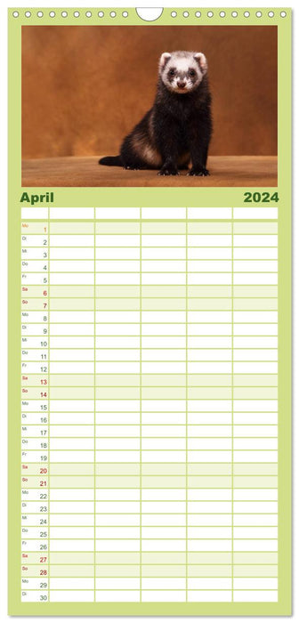 Frettchen - Ferrets (CALVENDO Familienplaner 2024)
