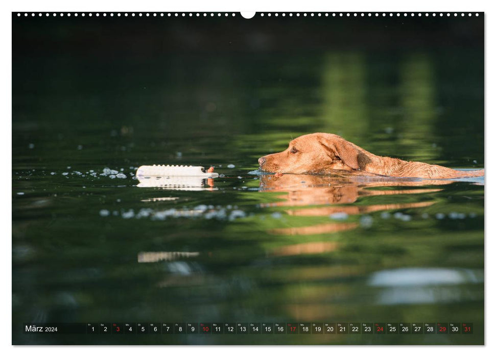 Faszination Labrador - gelb, foxred, schwarz (CALVENDO Premium Wandkalender 2024)