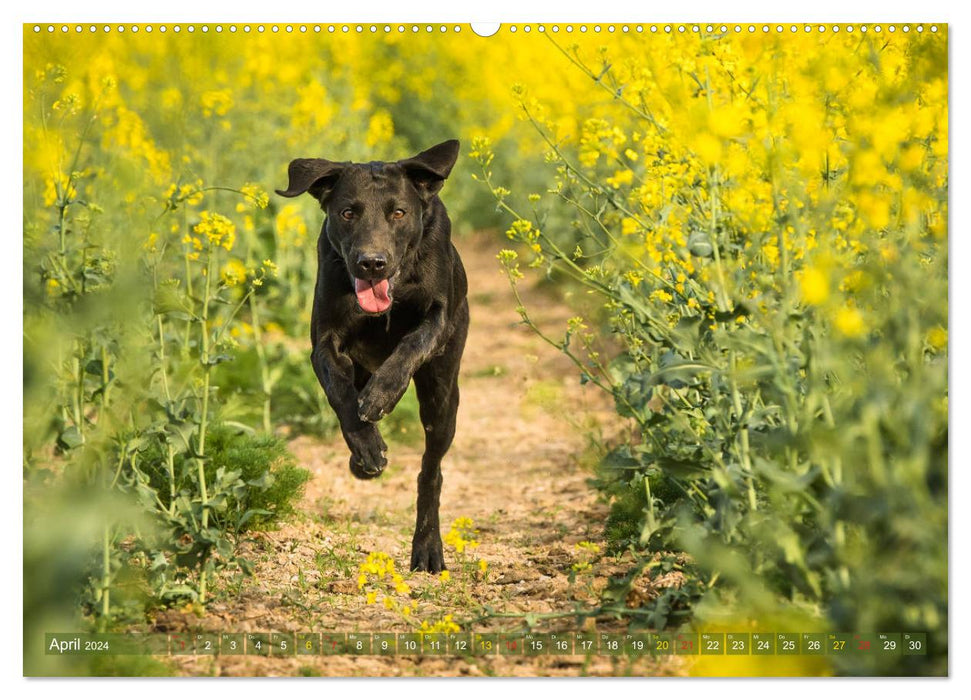 Faszination Labrador - gelb, foxred, schwarz (CALVENDO Premium Wandkalender 2024)