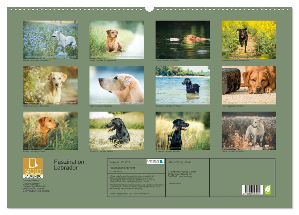 Faszination Labrador - gelb, foxred, schwarz (CALVENDO Wandkalender 2024)