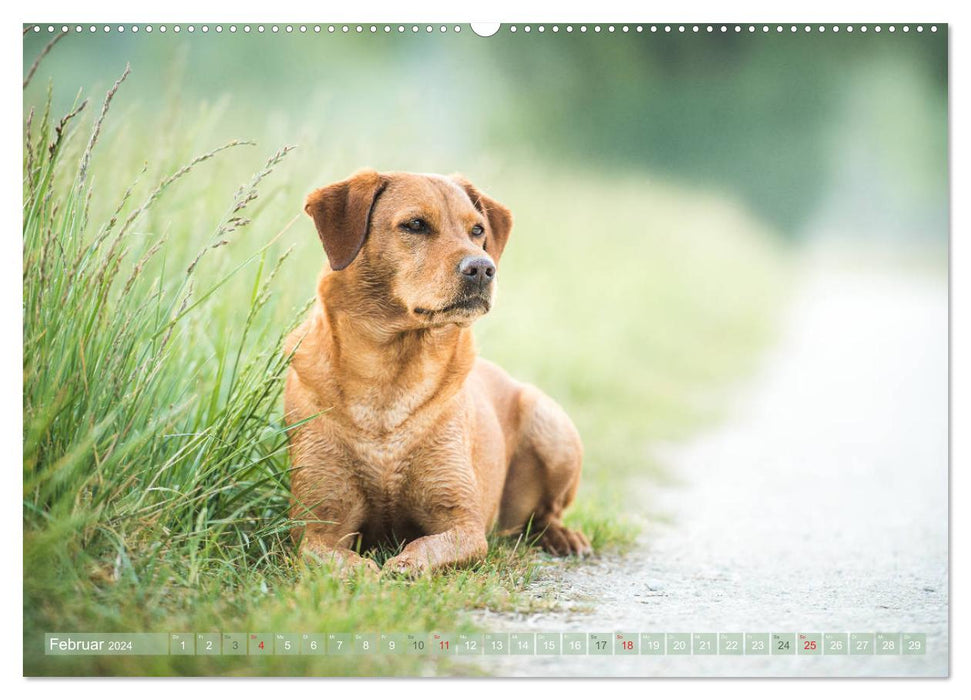 Faszination Labrador - gelb, foxred, schwarz (CALVENDO Wandkalender 2024)