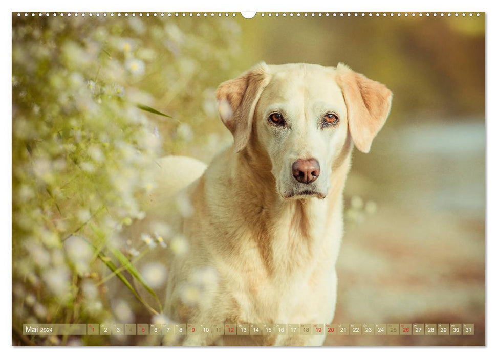 Faszination Labrador - gelb, foxred, schwarz (CALVENDO Wandkalender 2024)