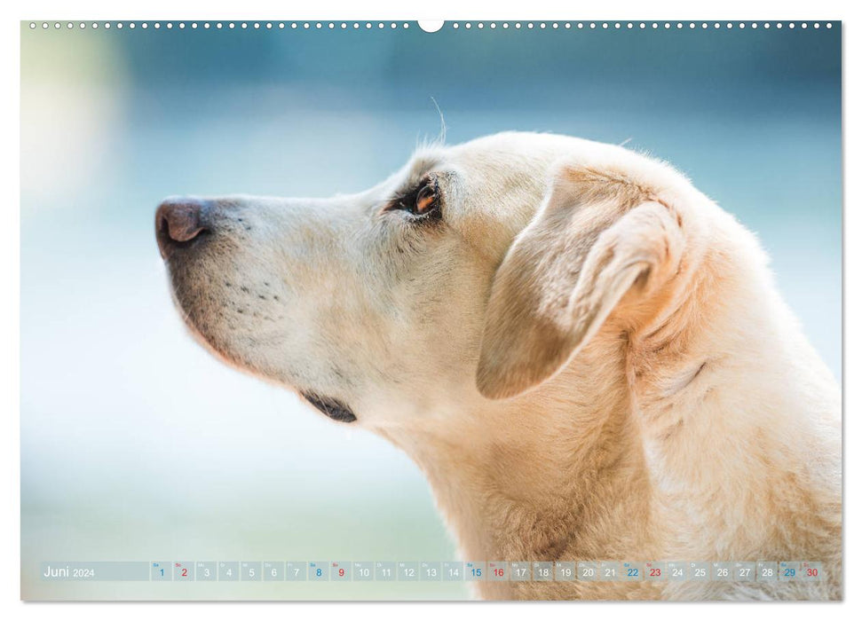 Faszination Labrador - gelb, foxred, schwarz (CALVENDO Wandkalender 2024)