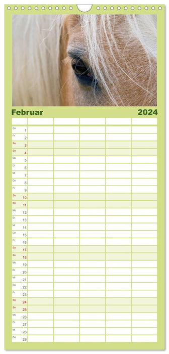 Wunderschöne Haflingerwelt (CALVENDO Familienplaner 2024)