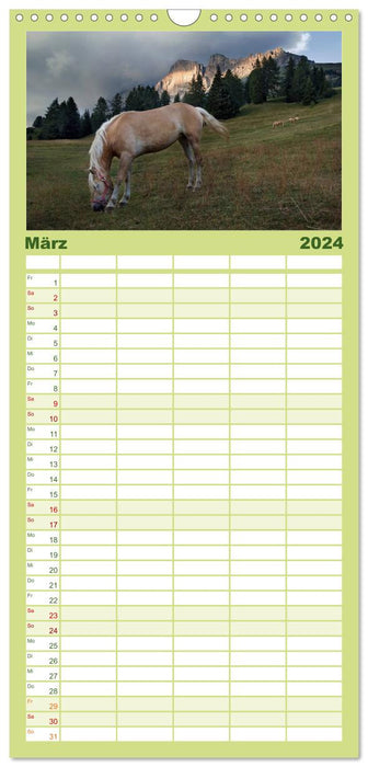 Wunderschöne Haflingerwelt (CALVENDO Familienplaner 2024)