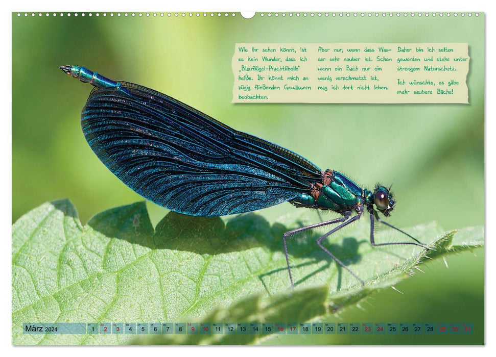 GEOclick Lernkalender: Insekten (CALVENDO Premium Wandkalender 2024)