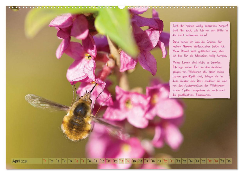 GEOclick Lernkalender: Insekten (CALVENDO Premium Wandkalender 2024)