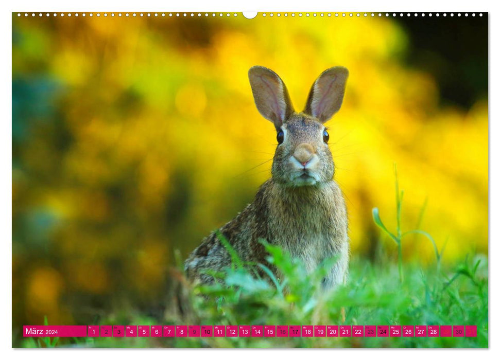 Kaninchen. Putzig, flauschig und geliebt (CALVENDO Premium Wandkalender 2024)