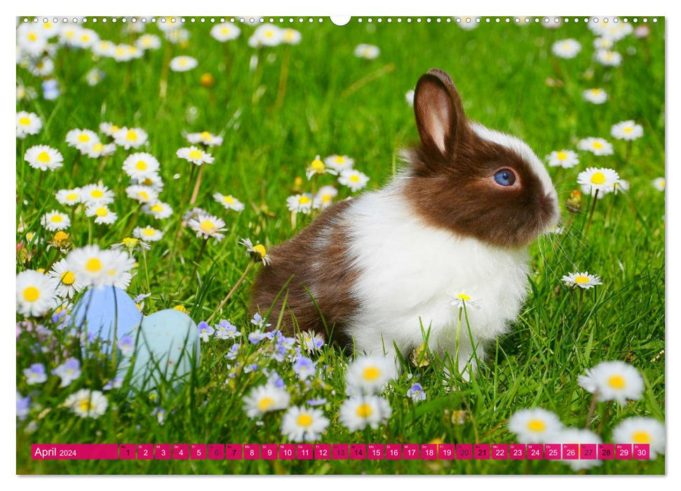 Kaninchen. Putzig, flauschig und geliebt (CALVENDO Premium Wandkalender 2024)