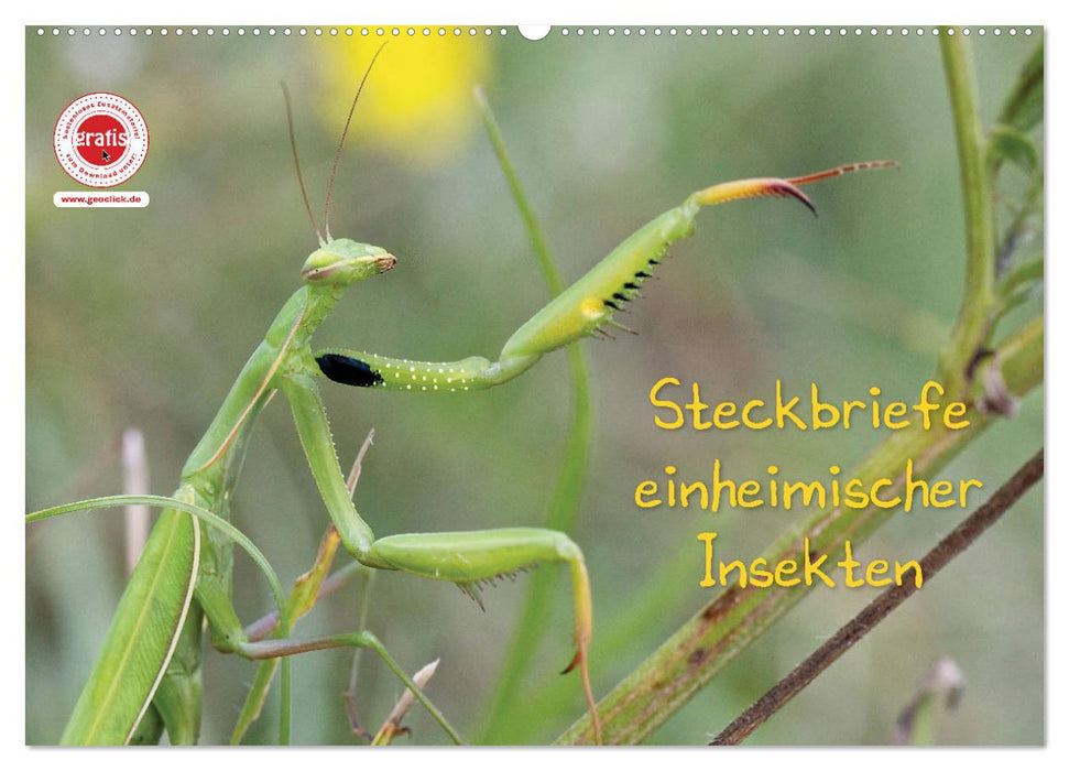 GEOclick Lernkalender: Insekten (CALVENDO Wandkalender 2024)