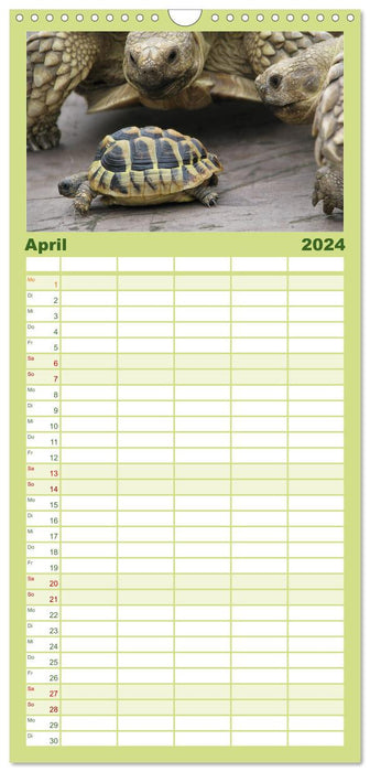 Landschildkröten (CALVENDO Familienplaner 2024)