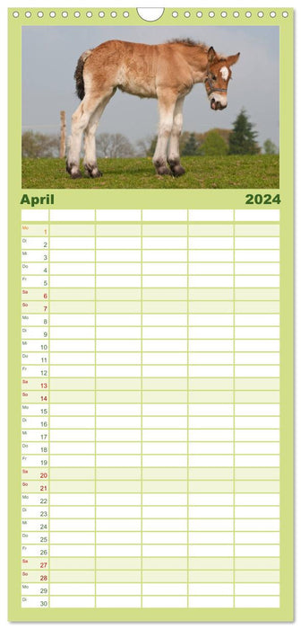 Fohlen - Lustige Pferdekinder (CALVENDO Familienplaner 2024)