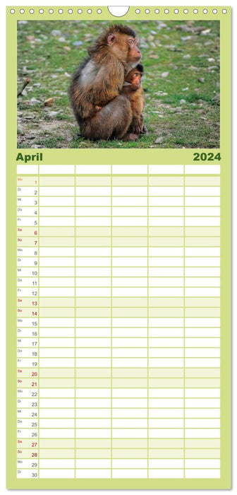 Singes - enfants singes (Agenda familial CALVENDO 2024) 