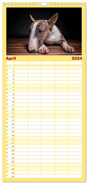 Bullterrier (CALVENDO Familienplaner 2024)