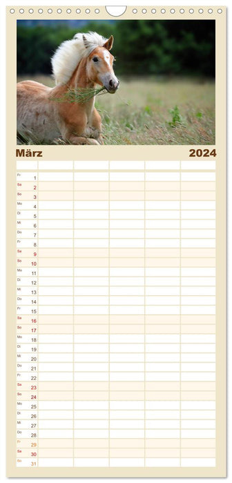Haflinger (CALVENDO Familienplaner 2024)