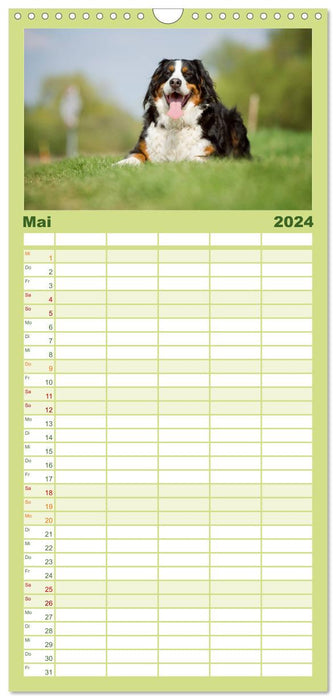 Berner Sennenhunde (CALVENDO Familienplaner 2024)