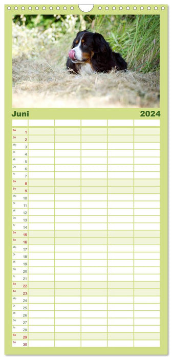 Berner Sennenhunde (CALVENDO Familienplaner 2024)
