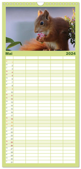 Eichhörnchen Kinder (CALVENDO Familienplaner 2024)