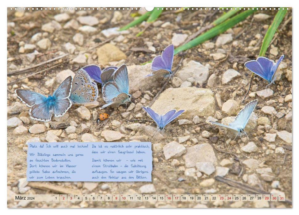 GEOclick Lernkalender: Steckbriefe einheimischer Schmetterlinge (CALVENDO Premium Wandkalender 2024)